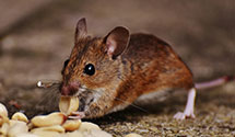 24 Hour & Emergency Exterminators in Stonycreek, NC